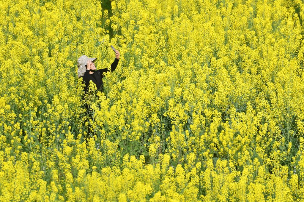 湖南常德:油菜花开迎客来