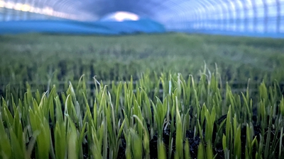 端牢“中国饭碗”,“北大仓”想这么干