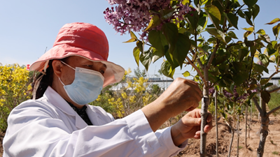 他们扎根青藏高原,只为丁香盛开