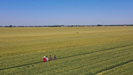 一株麦苗的&ldquo;倔强&rdquo;&mdash;&mdash;河北力保夏粮丰产一线观察