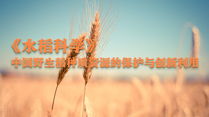 《水稻科學》：中國野生稻種質資源的保護與創新利用