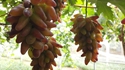 陜西鄠邑：高品質發展葡萄種植全産業鏈