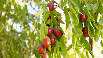 新疆：480萬畝紅棗豐收 經濟生態雙贏