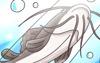 鱼为什么会长“胡须”？