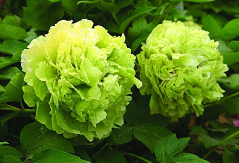 为什么自然界中少有绿色的花？