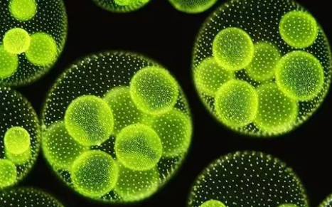 生物柴油與微藻