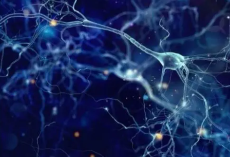 我们的身体为什么能动，由它们决定