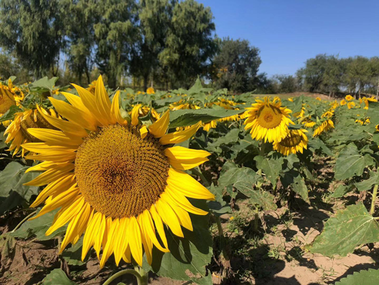 为什么植物会散发气味？