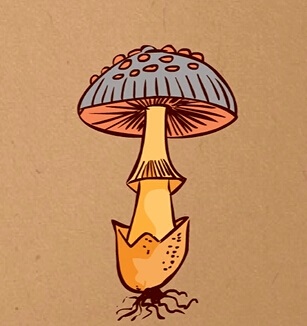 蘑菇