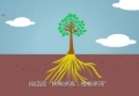 你了解庞大的植物根系吗？