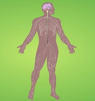 人体神经系统的组成