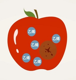 为什么苹果坏一个烂一筐（微视频）