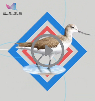 鸟类孵卵与育雏