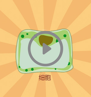 细胞的吸水及失水