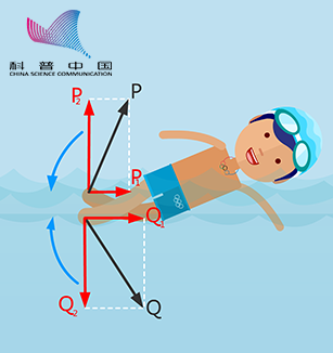 奥运系列动画之自由泳中腿部所起的作用