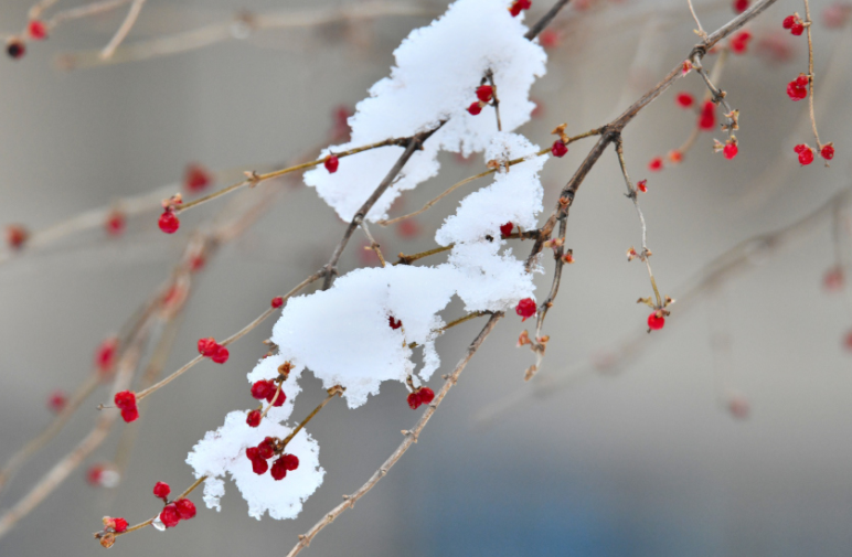 融雪剂、人工降雪、提拉米苏雪 全都不妨碍我们开心玩雪