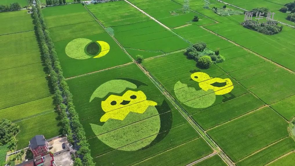杭州：稻田作画布 大地绘美景