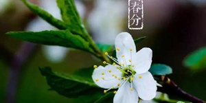 【传统文化&bull;二十四节气】春分