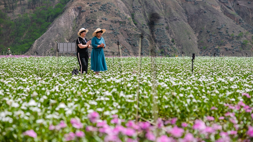 从满目疮痍到青山绿岭&mdash;&mdash;云南东川的绿色蝶变