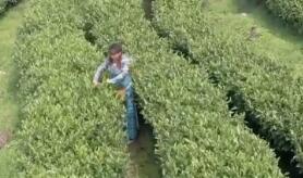 告别背夫 &ldquo;高原孤岛&rdquo;墨脱迎来新生活