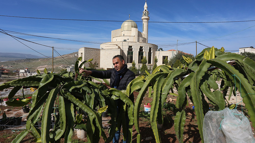 مقالة خاصة: فلسطيني ينجح بإنشاء مزرعة لإنتاج فاكهة التنين بعد استيرادها من الصين