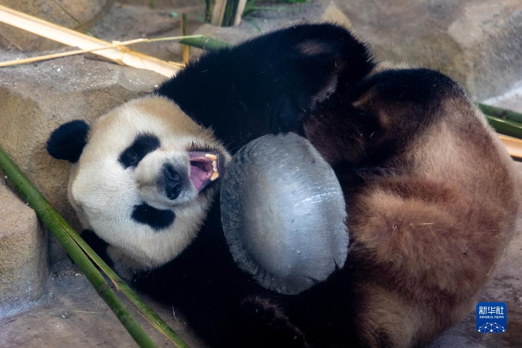 揭秘“蓉宝”身边的“功夫熊猫”家族