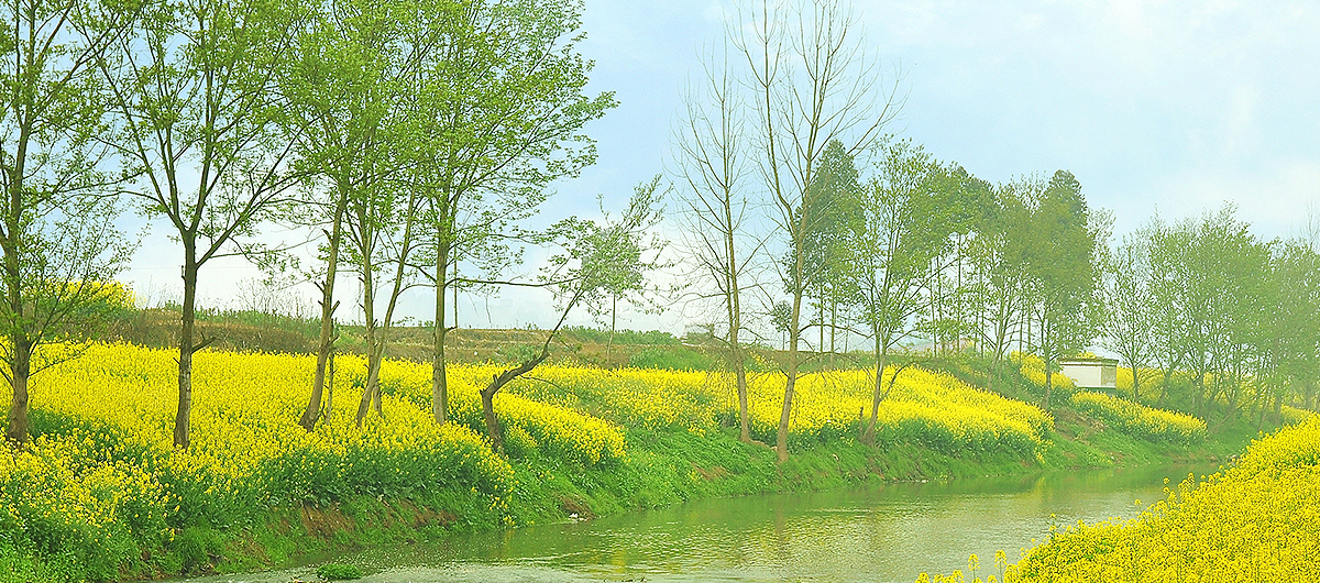 天府新区展示：清华村油菜花