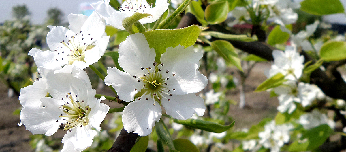 天府新区展示：天府梨园梨花盛开