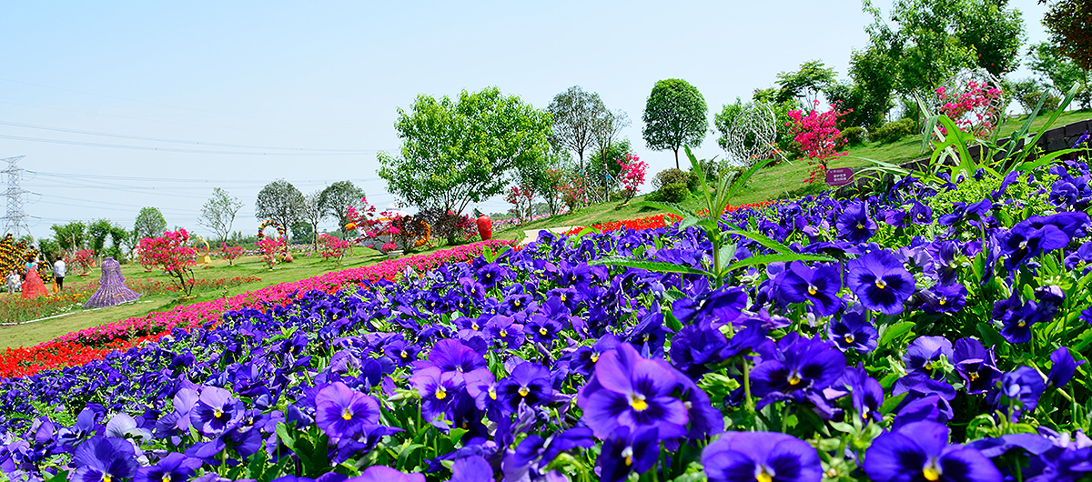 天府新区展示：香薰山谷