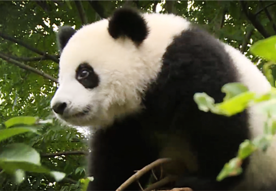 全民互动|大熊猫再次出场！德国和瑞典，它会怎么选？