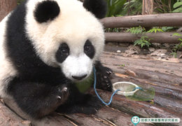 全民互动|今晚法国和阿根廷的比赛，成功地吸引了这只熊猫的兴趣