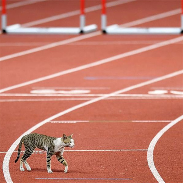 田径&mdash;&mdash;误入赛场