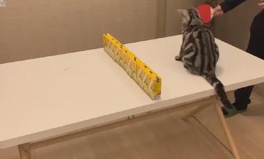 饭桌开练乒乓球，&ldquo;喵星人&rdquo;来做裁判