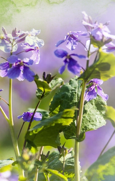 开在春天里的&ldquo;和平紫&rdquo;