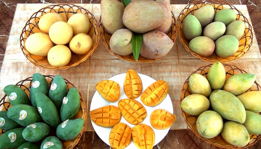 广西百色：芒果飘香富田阳
