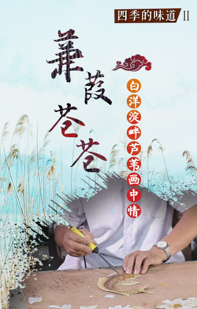 蒹葭苍苍：白洋淀畔芦苇画中情