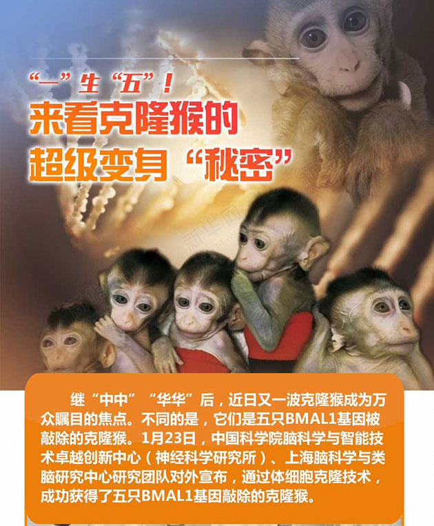 &ldquo;一&rdquo;生&ldquo;五&rdquo;！来看克隆猴的超级变身&ldquo;秘密&rdquo;