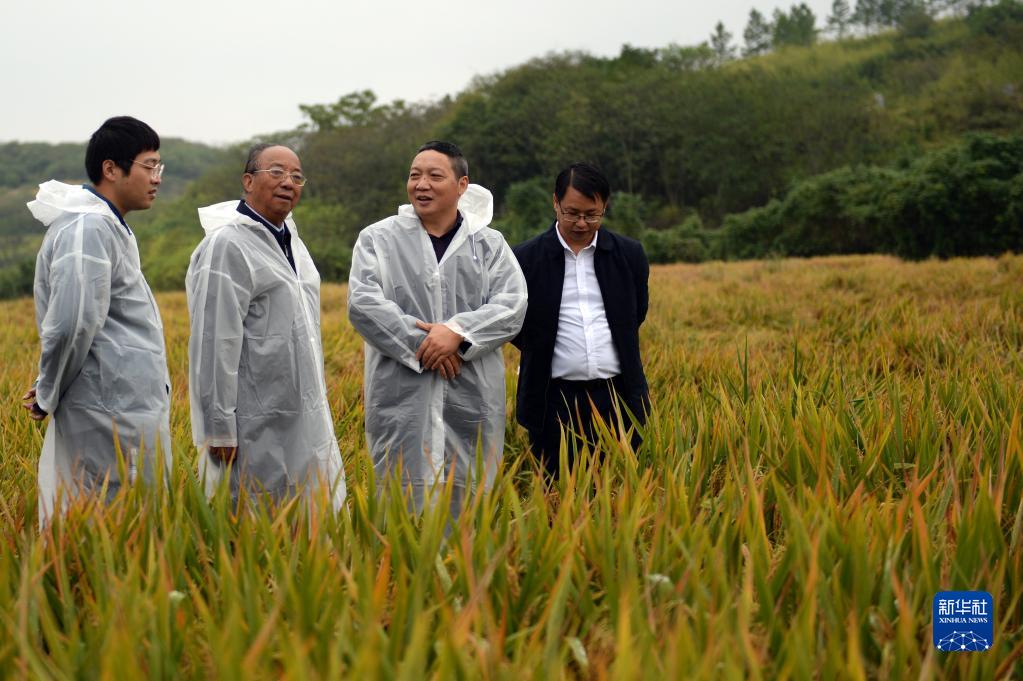 1603.9公斤！袁隆平团队研发的杂交水稻双季亩产再次刷新纪录