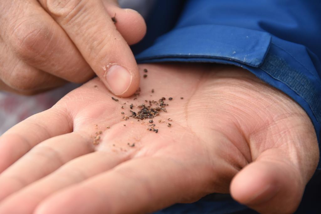 妙用“吃盐植物”:科研人员利用盐生植物改良盐碱地