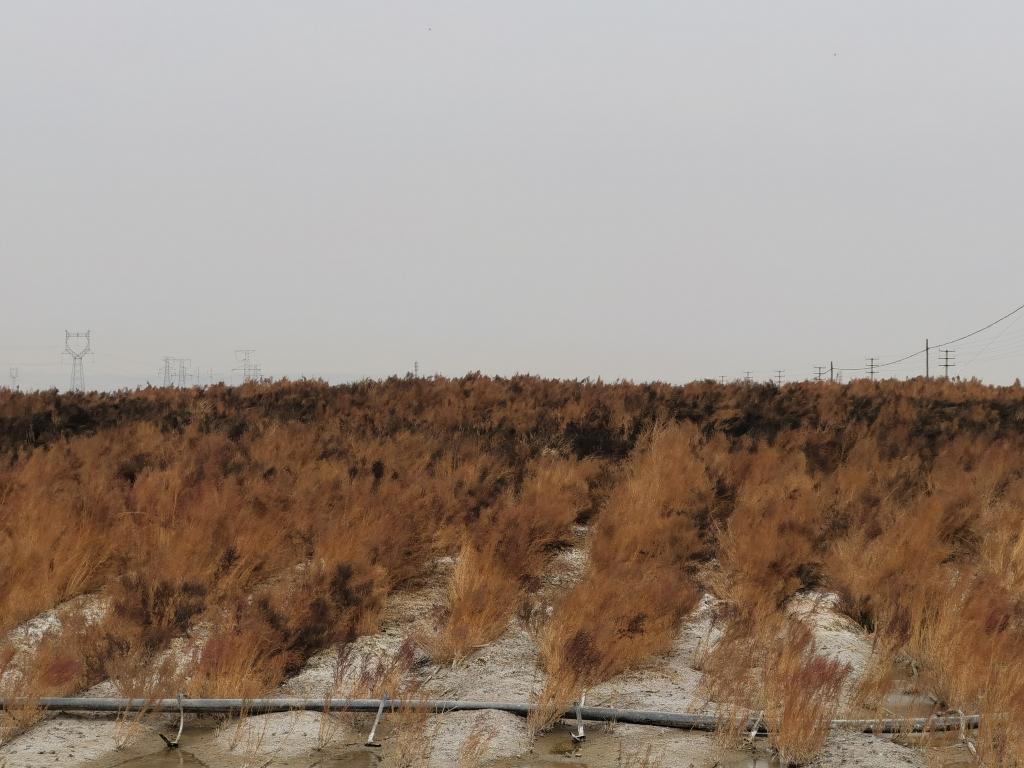 妙用“吃盐植物”:科研人员利用盐生植物改良盐碱地