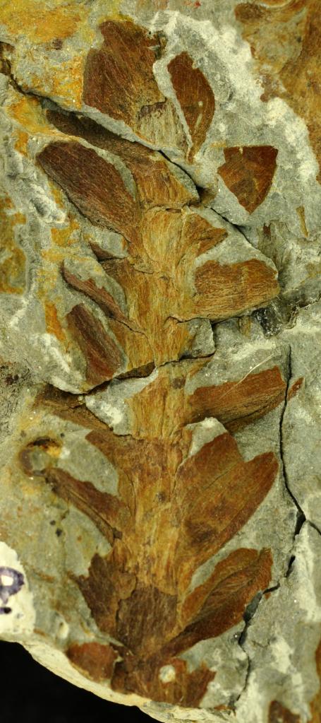 科学家发现2.37亿年前植物界的“跨界者” 