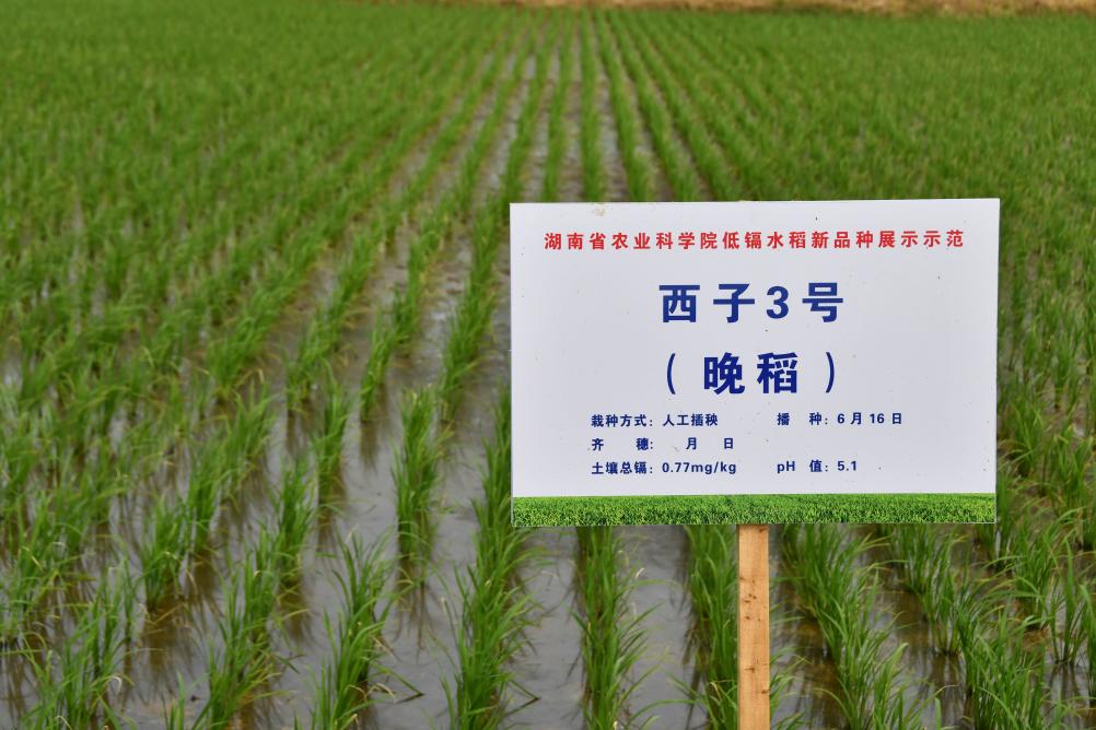 “西子3号”成为通过国家农作物品种审定的通过<strong></strong>低镉水稻品种
