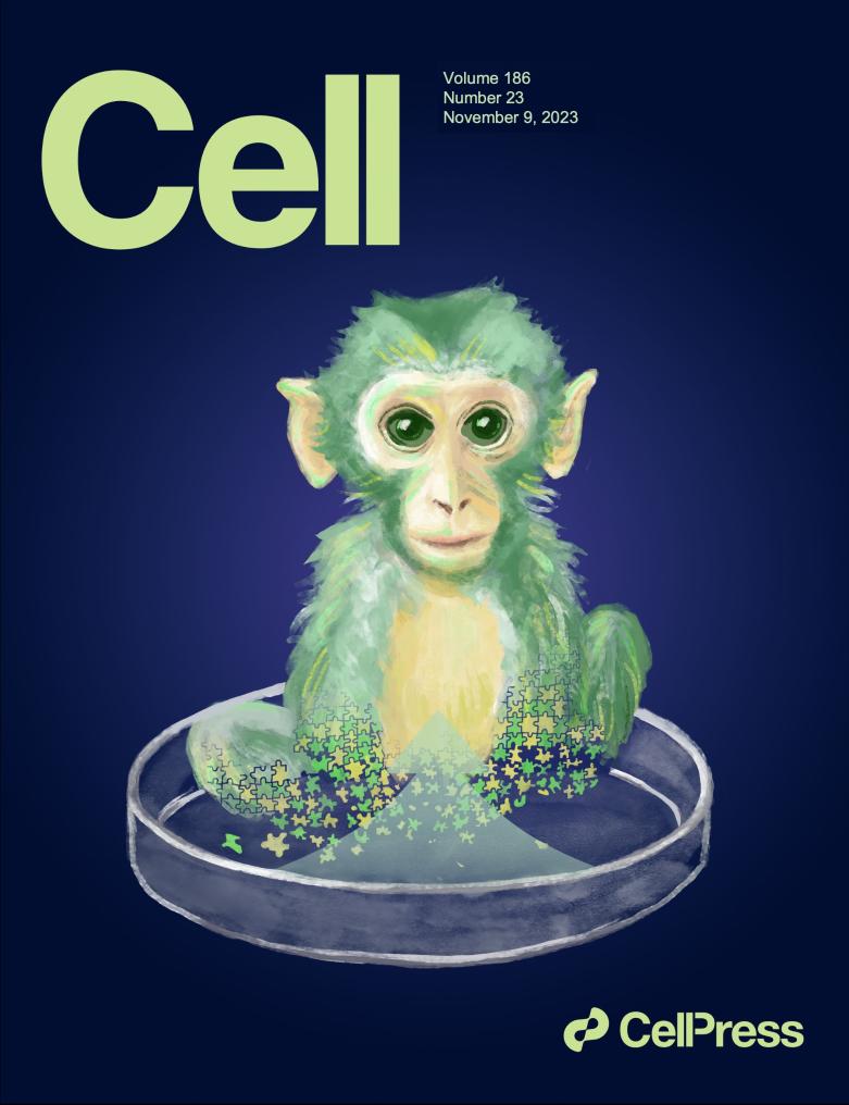 首个用胚胎干细胞构建的高比例嵌合体猴诞生