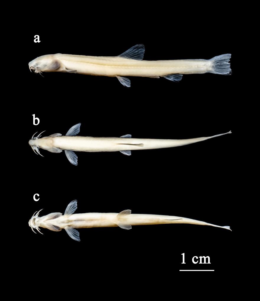 中国科研人员发现新物种长肋原花鳅