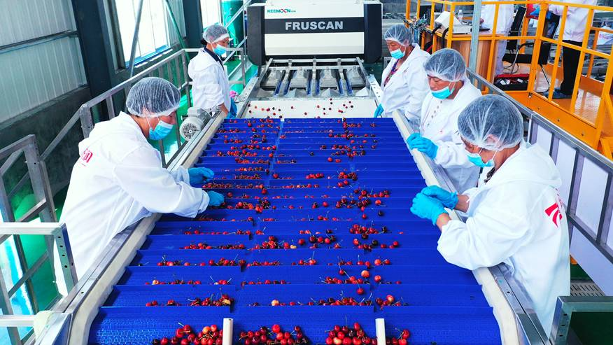 金禾天润全自动化大樱桃分选系统正式启用
