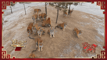 祝福中国|大年初六 虎啸青山