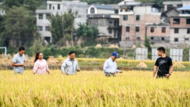 新农人给乡村振兴带来哪些新面貌?