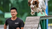 警犬&ldquo;汪汪队&rdquo;：搬新家 训练忙