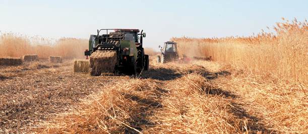 &ldquo;机战&rdquo;百万亩芦荡