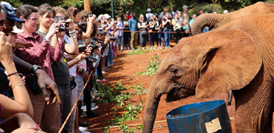 大象&ldquo;孤儿&rdquo;之家